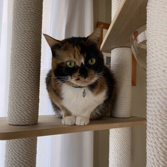 新しいキャットタワーに座るみけこちゃん