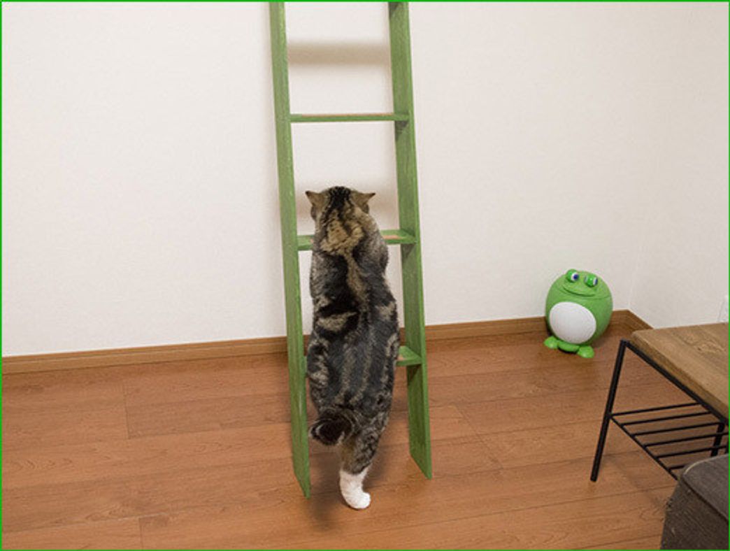 ハシゴをのぼるまる はな まる日和 Vol 26 ねこのきもちweb Magazine ハシゴをのぼるまる はな まる日和 Vol 26 ねこのきもちweb Magazine