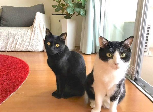 元保護猫・虎徹くんとはなびくん