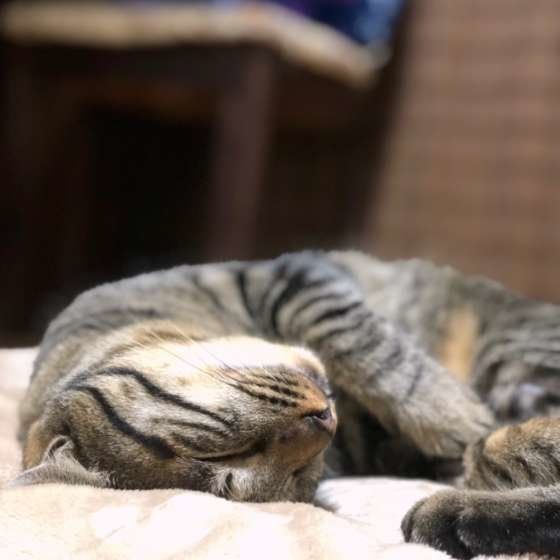 毛布の上で寝いているちゃちゃまる