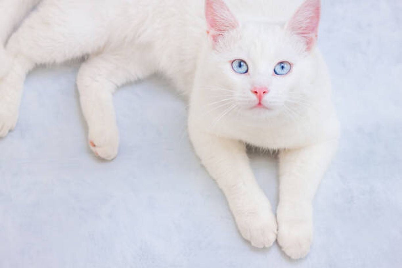 早めの治療が大切 猫がかかりやすい 結膜炎 角膜炎 と気づく方法 ねこのきもちweb Magazine 早めの治療が大切 猫がかかりやすい 結膜炎 角膜炎 と気づく方法 ねこのきもちweb Magazine