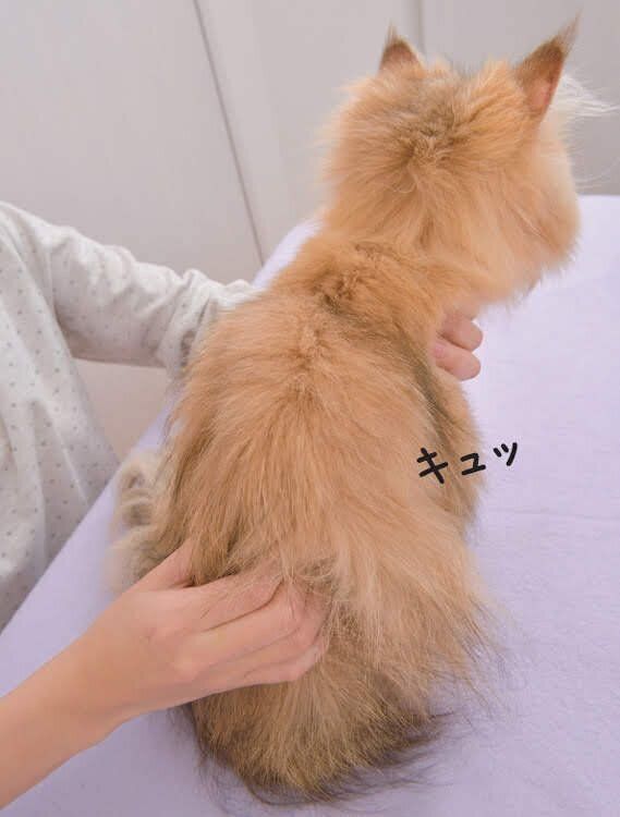 膀胱炎を予防するツボ