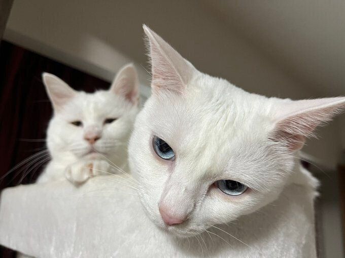 顔を覗かせる碧ちゃん（写真手前）と琥珀ちゃん（写真奥）