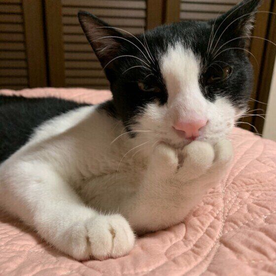 自分の肉球を吸う猫