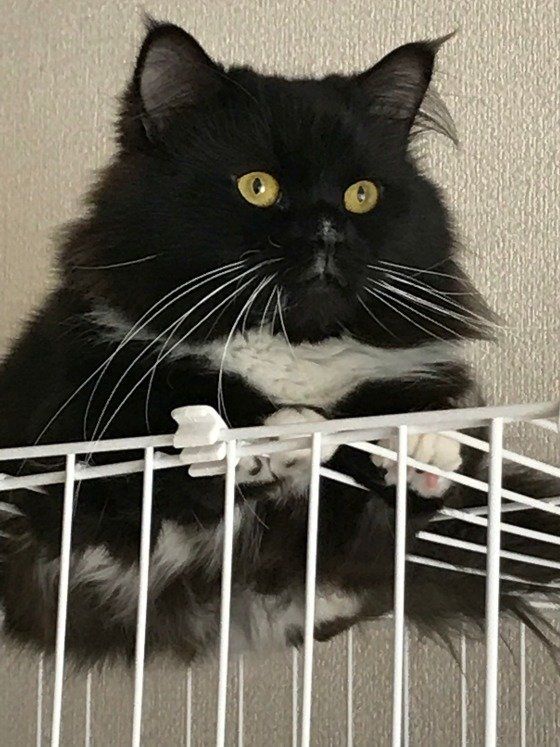 ゲージから降りれない