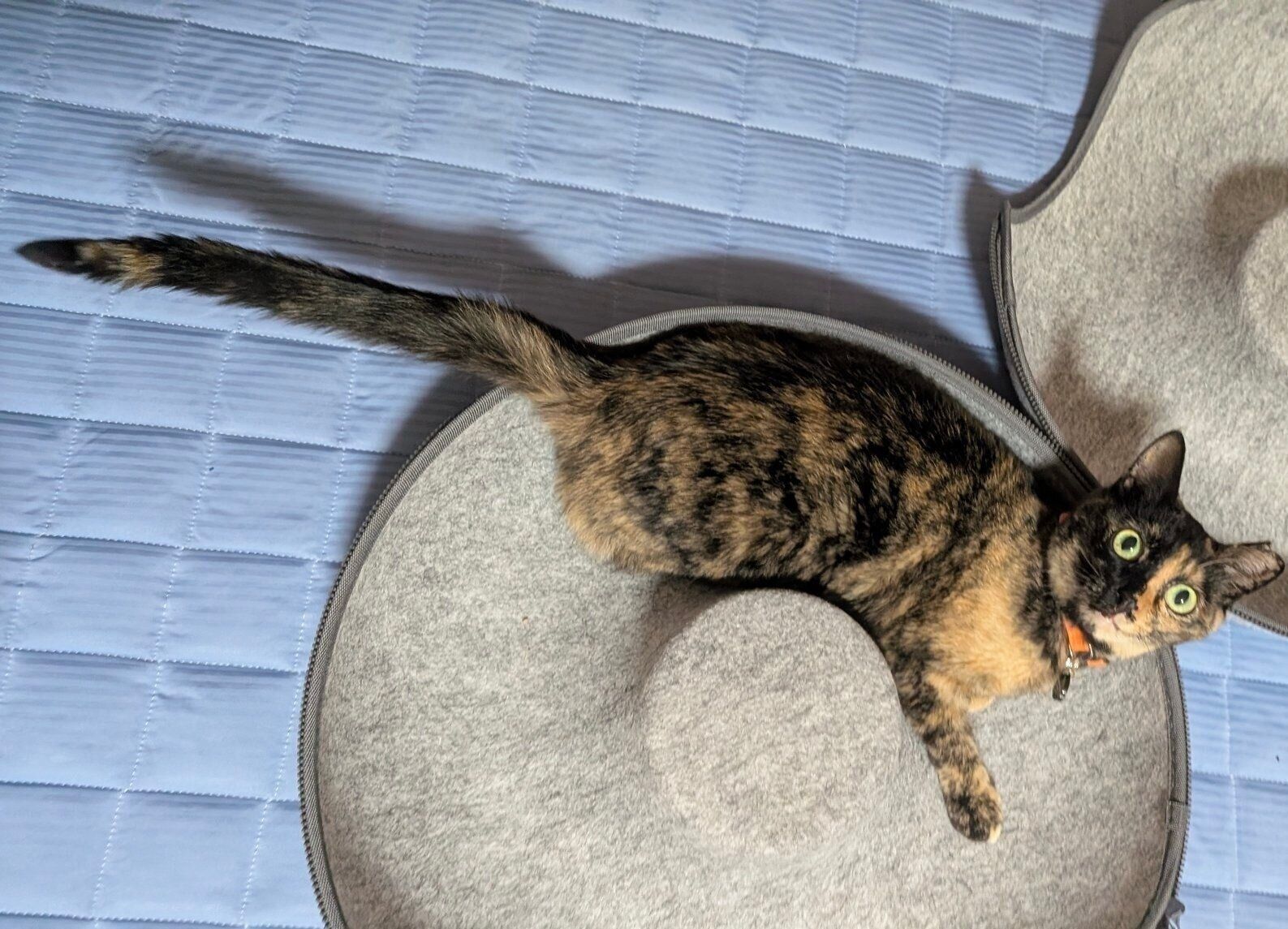 「めいめいちゃんのご機嫌バロメーター　しっぽがピーン」