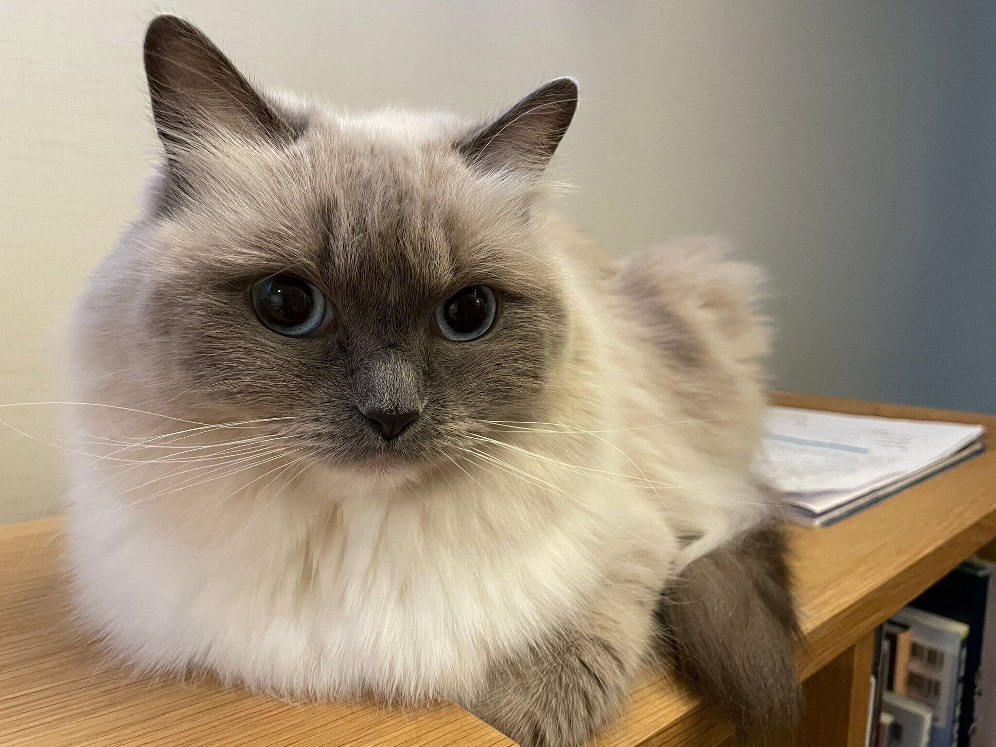 まったりするおもちちゃん