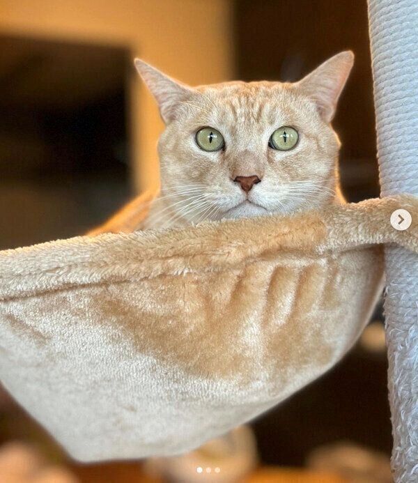 ハンモックでくつろぐにゃーにゃくん