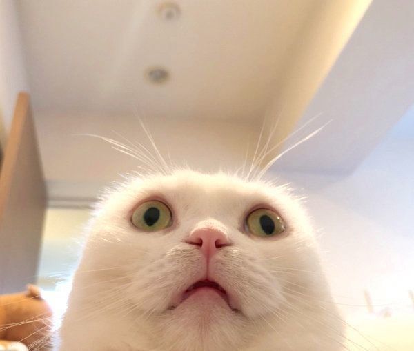 フリーズするむくちゃん