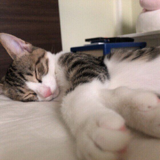 眠る猫
