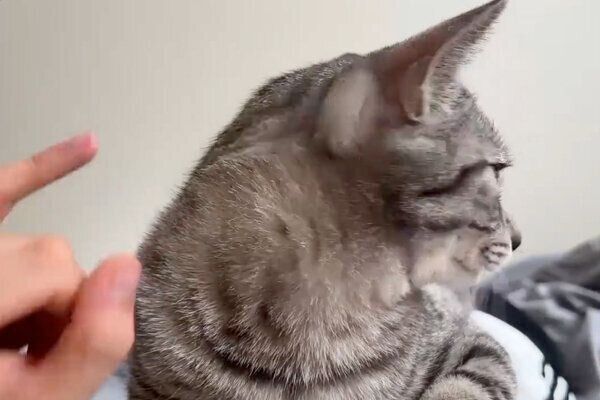 飼い主さんの上に乗るととまるくん