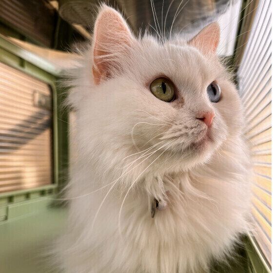 スコティッシュフォールドのまるちゃん