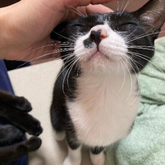 MIX黒×白のほやちゃん