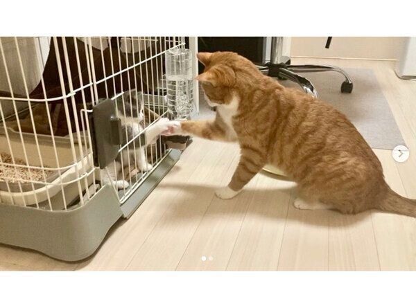 家族になったばかりの頃のいなりくんとおそばちゃん