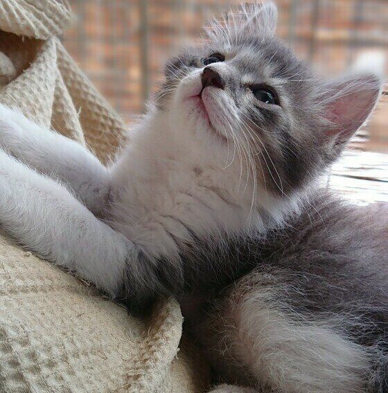 見上げるグレーと白の子猫