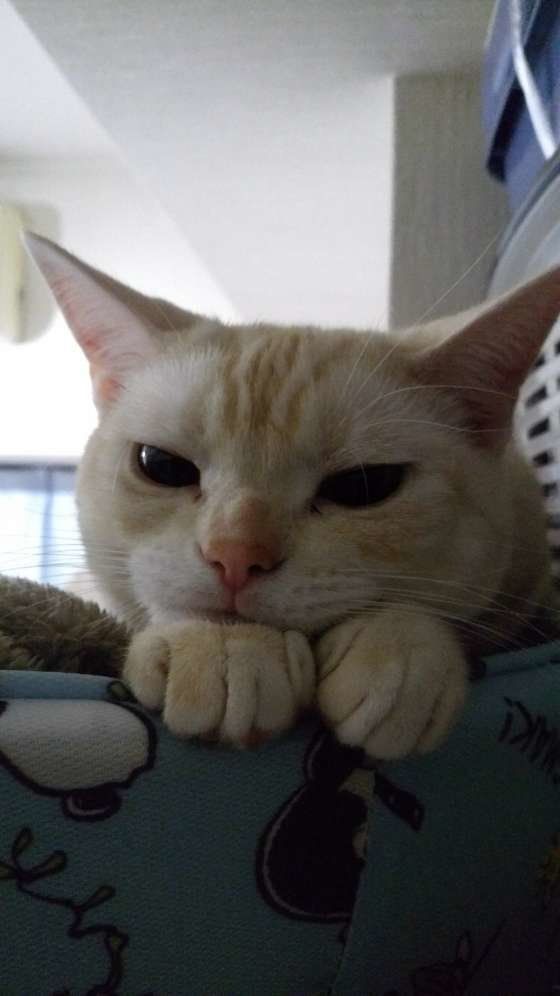 まったり中、アメリカンショートヘアのaimable