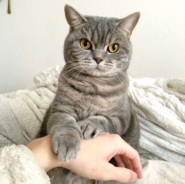 見つめるぽぺんちゃん