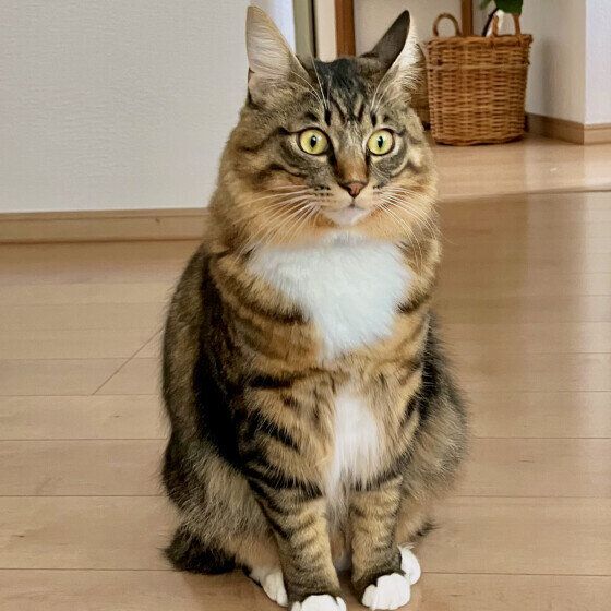 驚くチミィくん