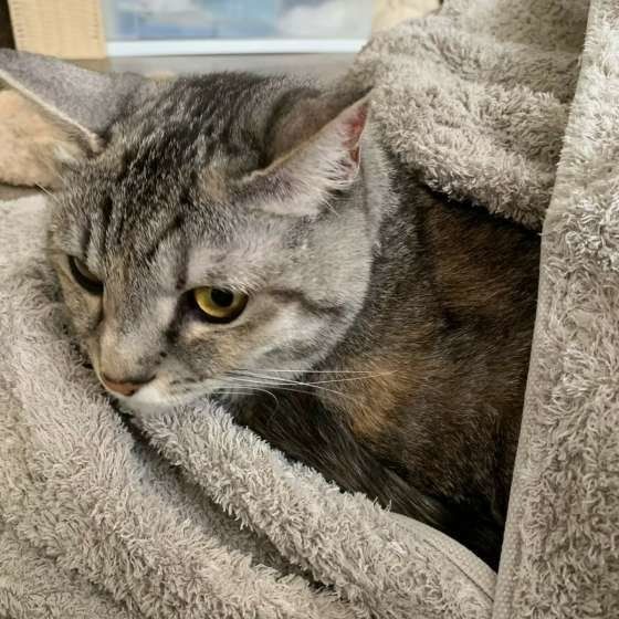 タオルにくるまれる猫