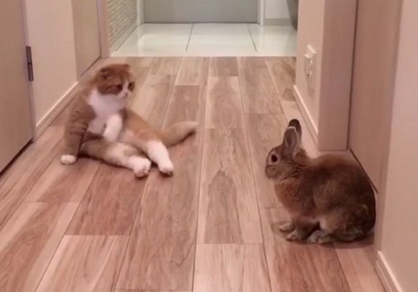 なにこれカワイイ♡ ウサギを見つめたあとの、ニャンコの行動とは…｜ね