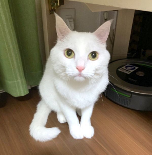 しっぽが長い猫