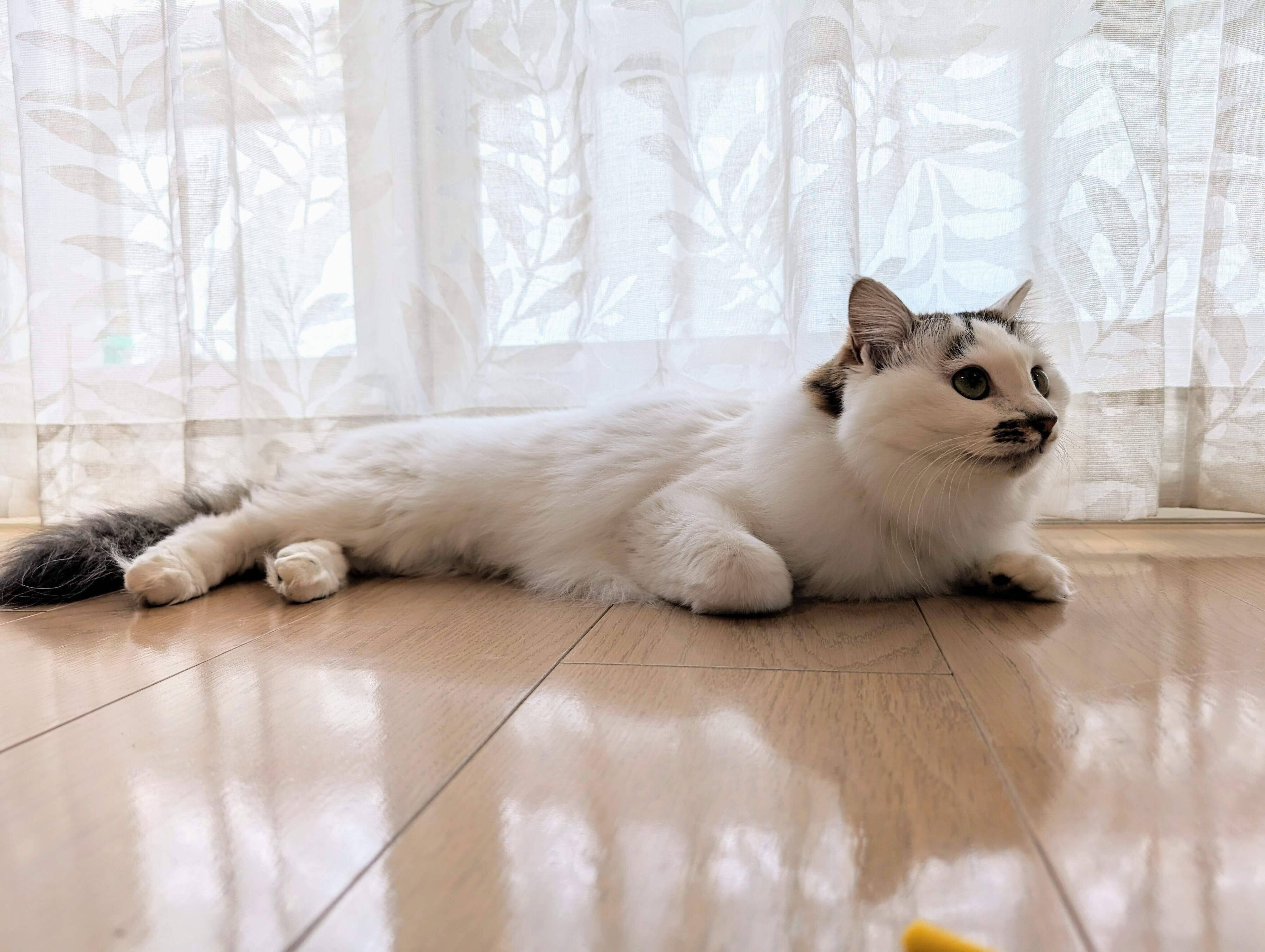 ふわふわの白い毛並みが美しいリズちゃん。