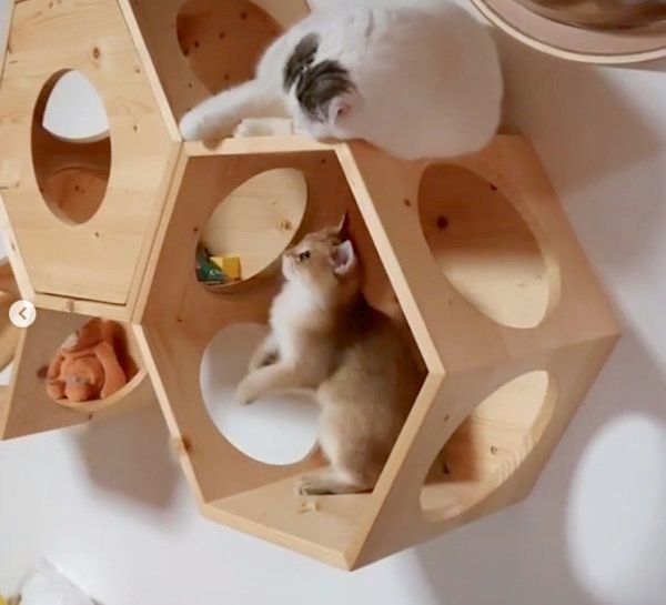 仲良く遊ぶライくんとカイくん