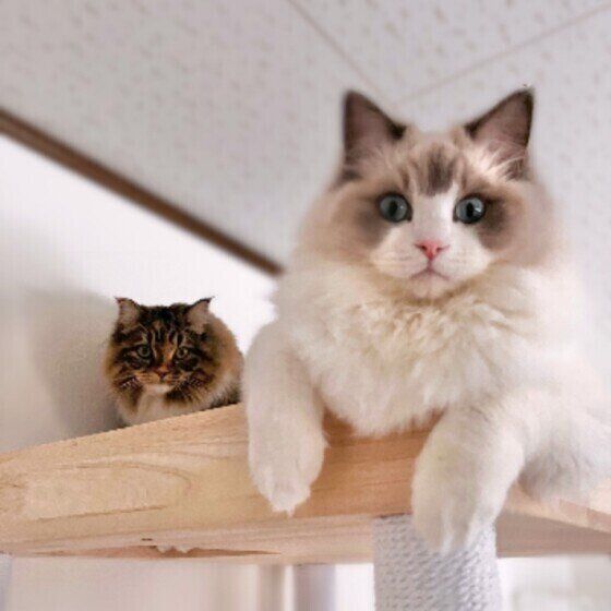 猫タワーの上のめるもくん（ラグドール）