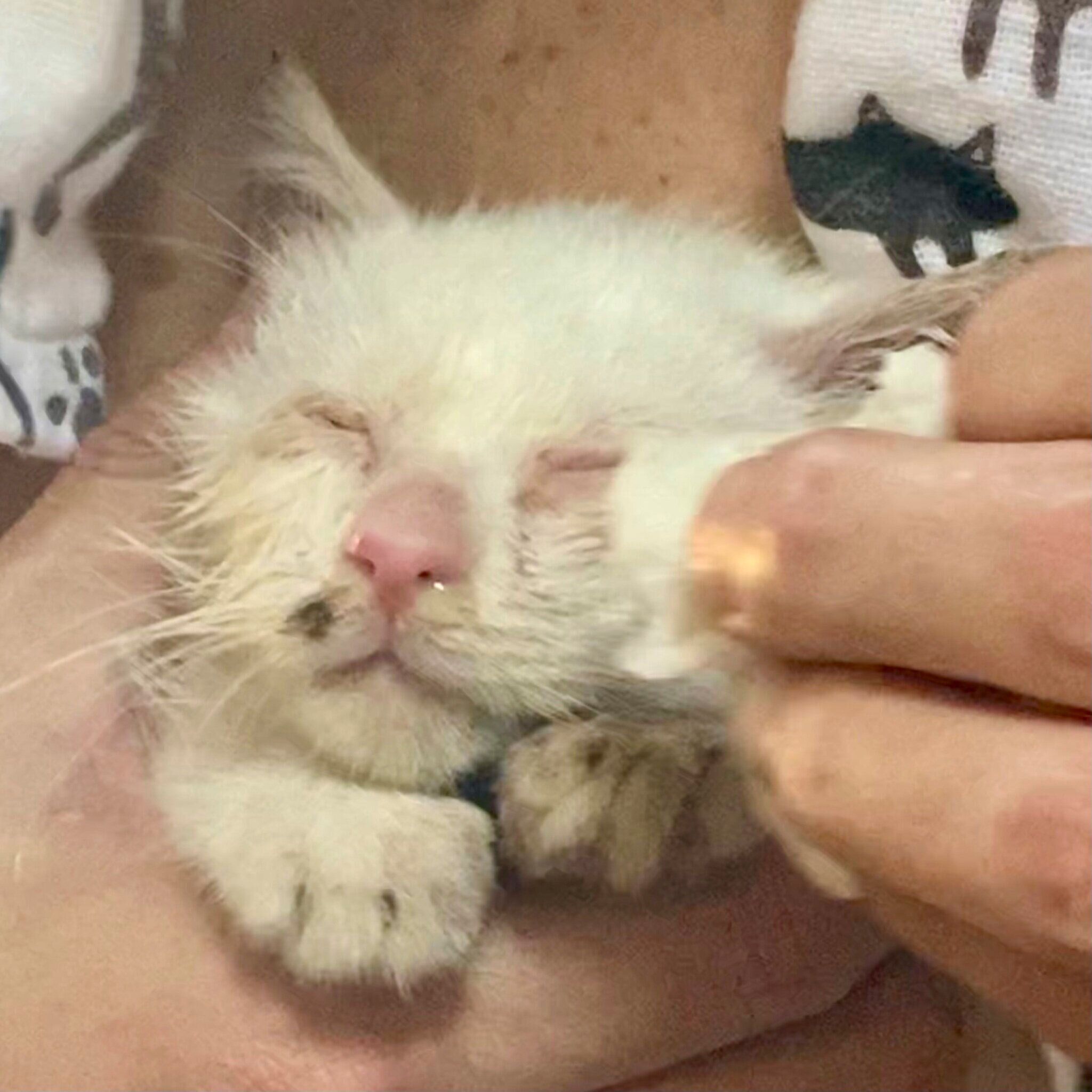 目ヤニで目が開いていない状態の虹来ちゃん