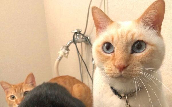 洗濯機の上に座るイチちゃん、そらちゃん、あめちゃん