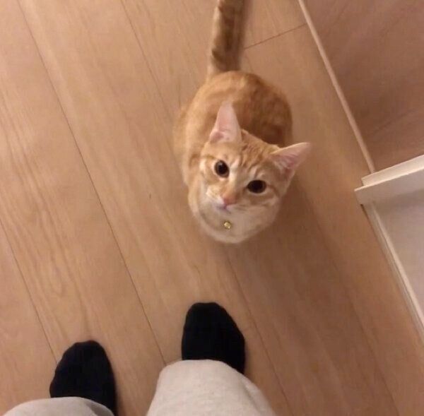 見つめるぽっけくん