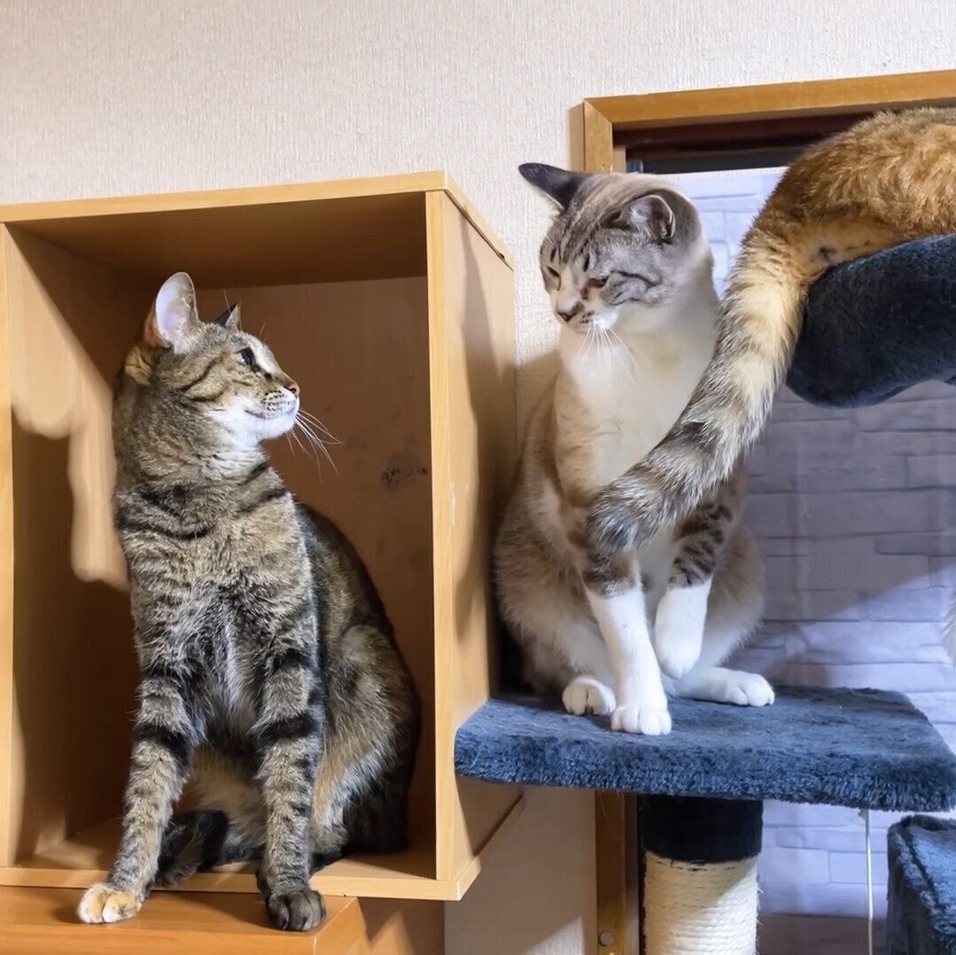 リリちゃんの眼力に負けるリノちゃん