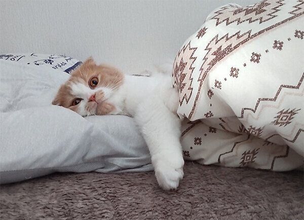 くつろぐクリームくん