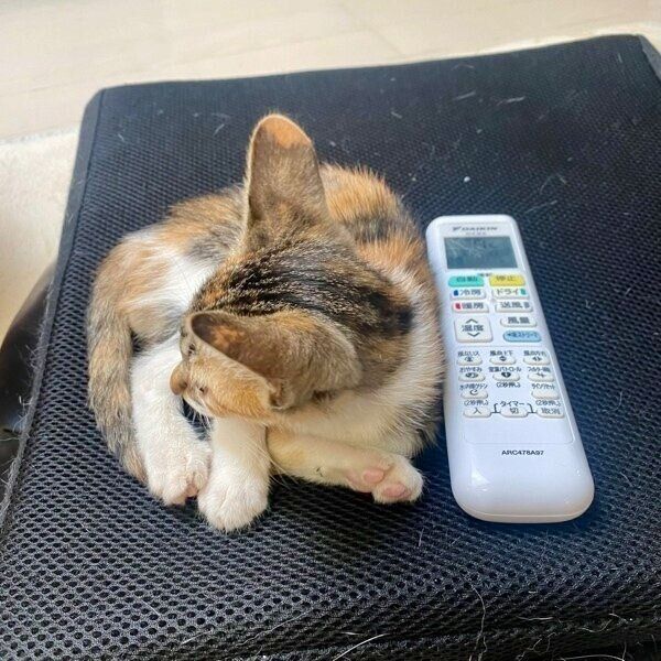 リモコンサイズの小ささだったマーブルちゃん