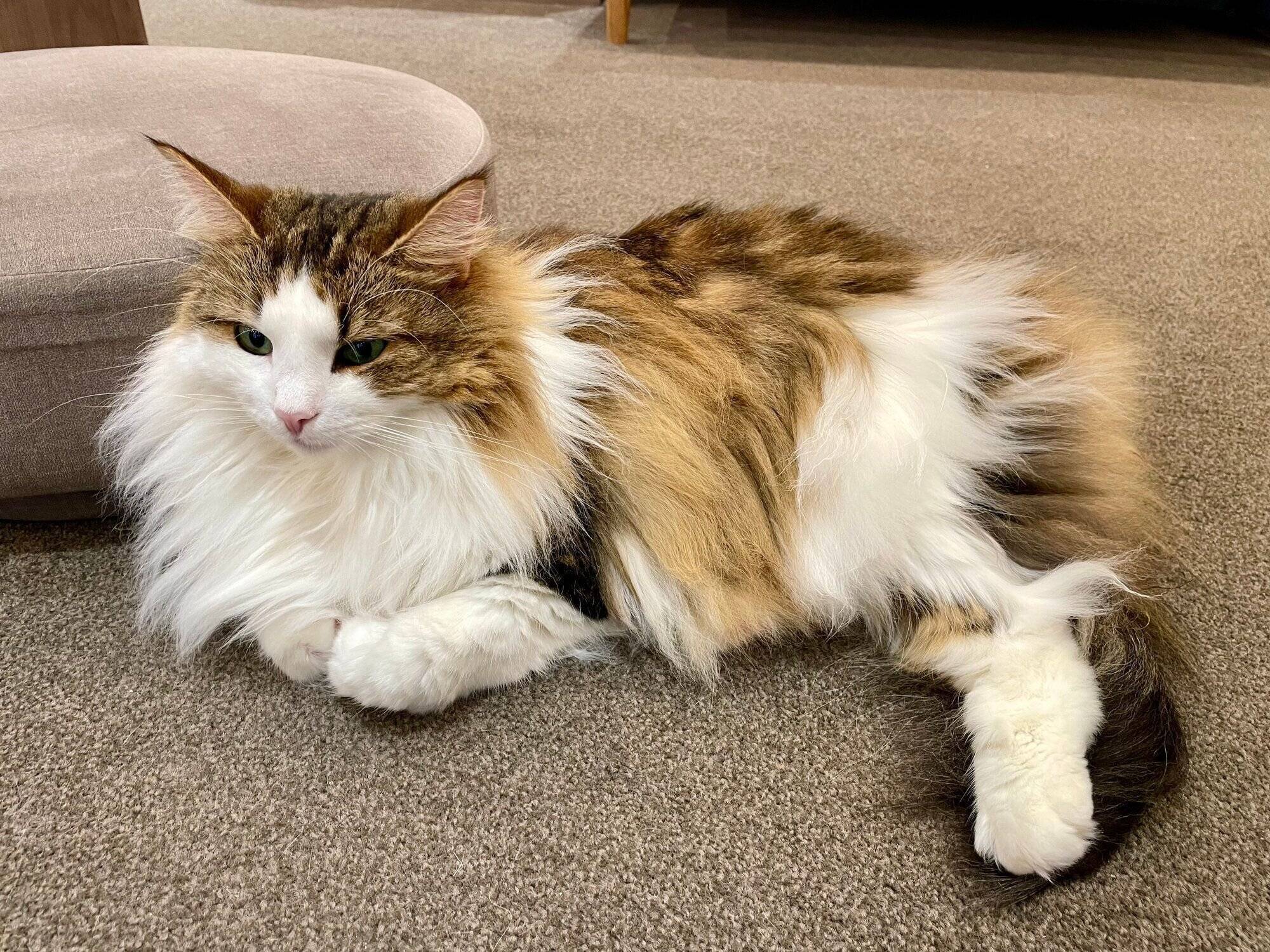 床に転がってくつろぐ猫