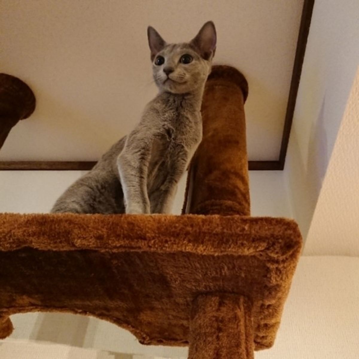 体験談あり うちの猫はこれで やせた 脱デブ猫をかなえるダイエット方法 ねこのきもちweb Magazine 体験談あり うちの猫はこれで やせた 脱デブ猫をかなえるダイエット方法 ねこのきもちweb Magazine