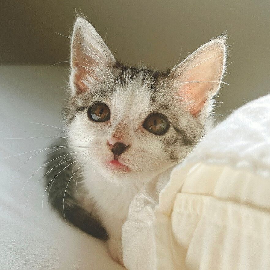 子猫時代のくぅちゃん