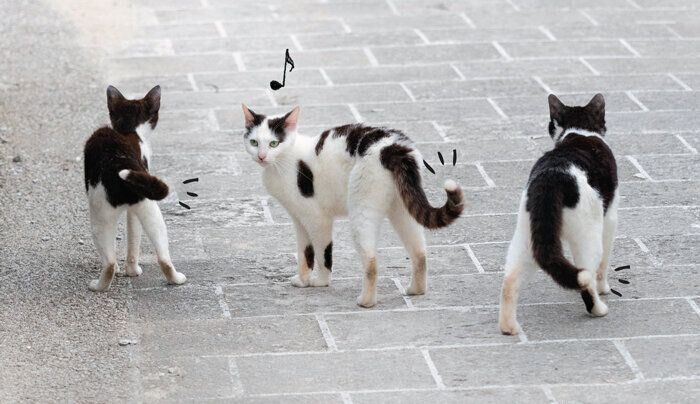 キャンドルテールをもつ3匹の猫