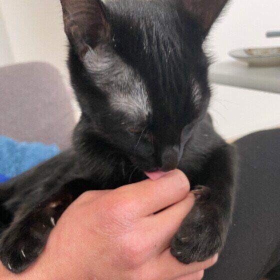 手を舐めるMIXの女の子