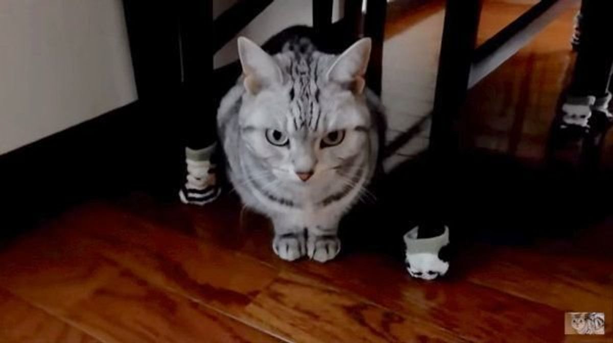 普段と違うおばあちゃんの姿を見た猫 判別不能でとった行動とは ねこのきもちweb Magazine 普段と違うおばあちゃんの姿を見た猫 判別不能でとった行動とは ねこのきもちweb Magazine