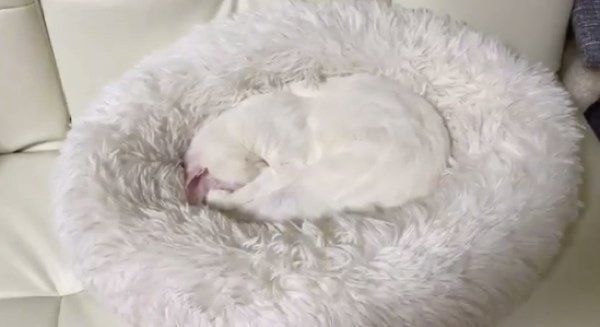 クッションと同化する麿白ちゃん