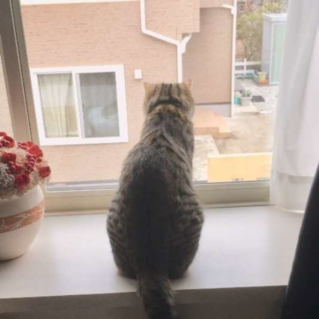 猫が血尿したら まず疑いたい膀胱炎とは ねこのきもちweb Magazine 猫が血尿したら まず疑いたい膀胱炎とは ねこのきもちweb Magazine