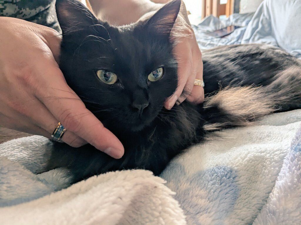 飼い主さんに甘えるあんころくん