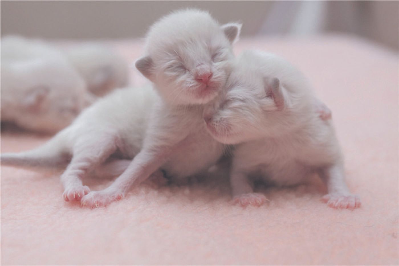 獣医師監修 子猫を拾ったときの対処法は 月齢ごとに詳しく解説 ねこのきもちweb Magazine 獣医師監修 子猫を拾ったときの対処法は 月齢ごとに詳しく解説 ねこのきもちweb Magazine