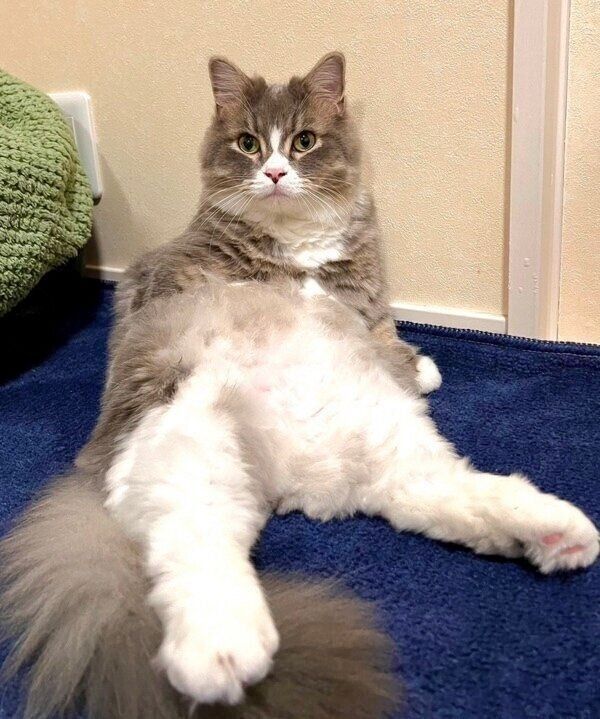 キュートなポーズのくつ下くん