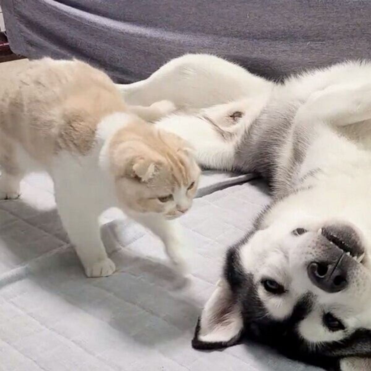 寝起きの猫 そばにいた犬に近づいて 可愛すぎるお世話 を始める キュンとなる人続出 ねこのきもちweb Magazine 寝起きの猫 そばにいた犬に近づいて 可愛すぎるお世話 を始める キュンとなる人続出 ねこのきもちweb Magazine