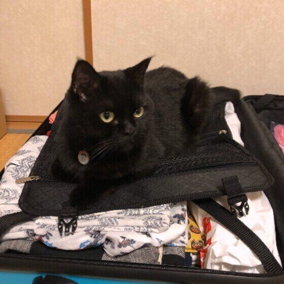 見つめるマンチカン