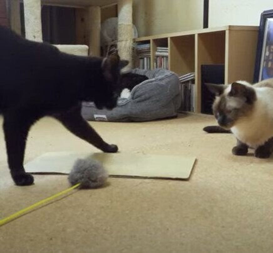 段ボールを乗せるだけ 飼い主さんの工夫でおもちゃのトリコになる猫たち ねこのきもちweb Magazine 段ボールを乗せるだけ 飼い主さんの工夫でおもちゃのトリコになる猫たち ねこのきもちweb Magazine