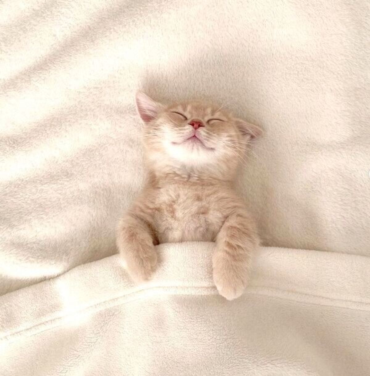 猫の1日は疲れるニャ 布団をかけてニッコリ 愛らしいヘソ天寝の数々を披露する子猫に癒される ねこのきもちweb Magazine 猫の1日は疲れるニャ 布団をかけてニッコリ 愛らしいヘソ天寝の数々を披露する子猫に癒される ねこのきもちweb Magazine