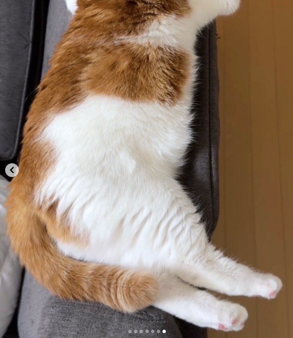 後ろ足が可愛いはなちゃん